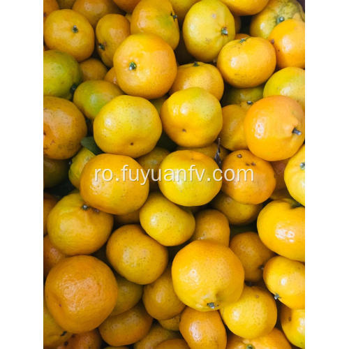 Baby mandarine portocale de la Nanfeng
